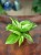 Scindapsus Moonlight Variegata (3).jpg