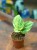 Scindapsus Moonlight Variegata  (2).jpg