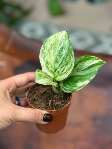 Scindapsus Moonlight Variegata  (3).jpg