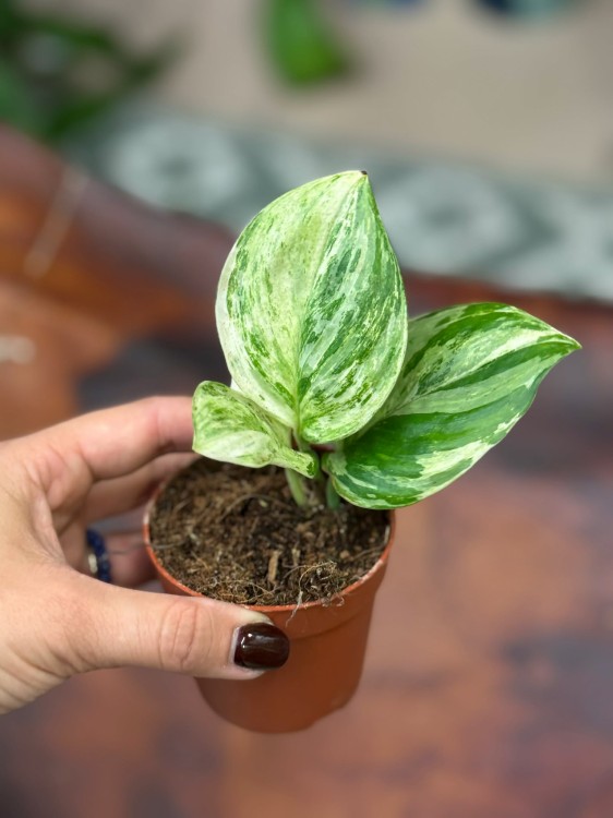 Scindapsus Moonlight Variegata  (3).jpg