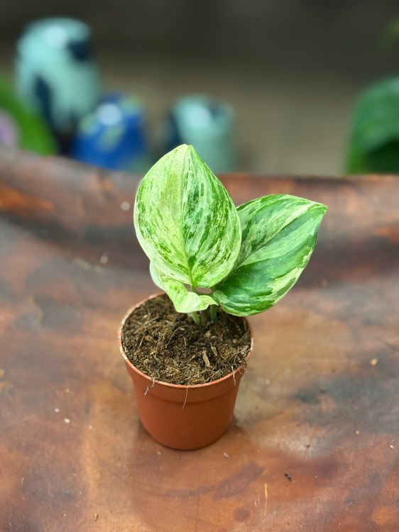 Scindapsus Moonlight Variegata  (4).jpg