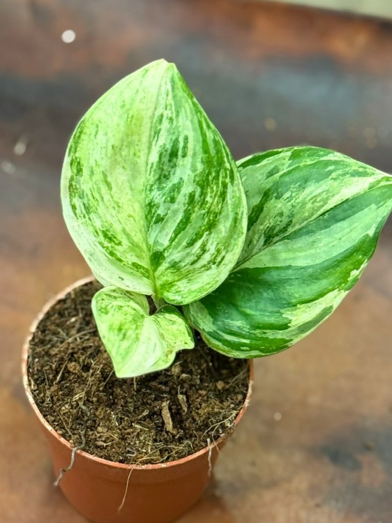 Scindapsus Moonlight Variegata  (1).jpg