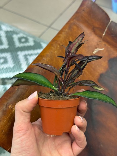 Hoja Hoya red Maroon czerwony kasztan  (2).jpeg
