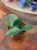 Hoya sp Timor H (2).jpg