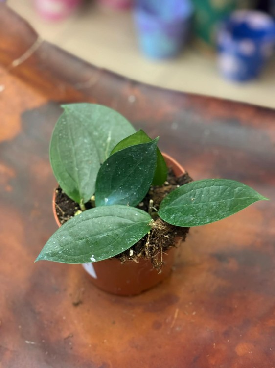 Hoya sp Timor H (2).jpg