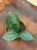 Hoya sp Timor H (1).jpg