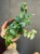 Aeschynanthus lobbianus Variegatus eszynantus (2).jpg