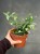 Aeschynanthus lobbianus Variegatus eszynantus (3).jpg