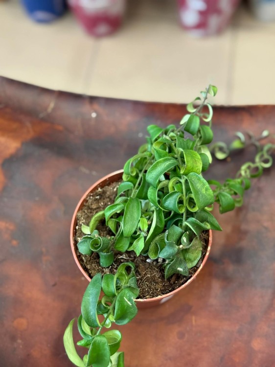 Aeschynanthus 'Rasta' eszynantus kręcony DØ12cm (2).jpg