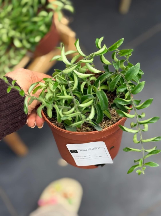 Aeschynanthus Twister eszynantus kręcony (2).jpg