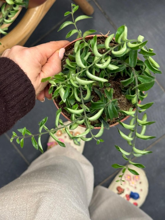 Aeschynanthus Twister eszynantus kręcony (3).jpg