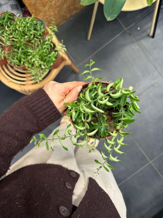 Aeschynanthus Twister eszynantus kręcony (1).jpg
