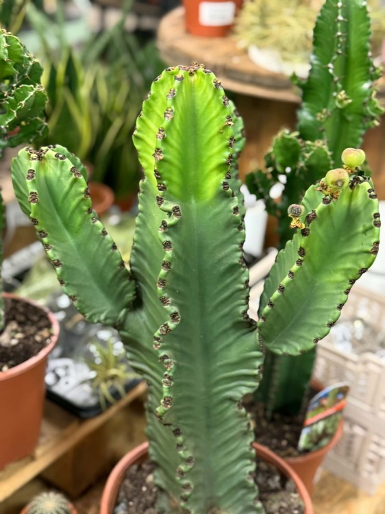 euphorbia ingens GRUBAS (3).jpg