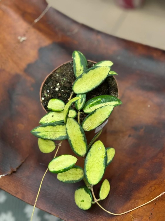 Hoya Verticillata (inner variegated) (2).jpg