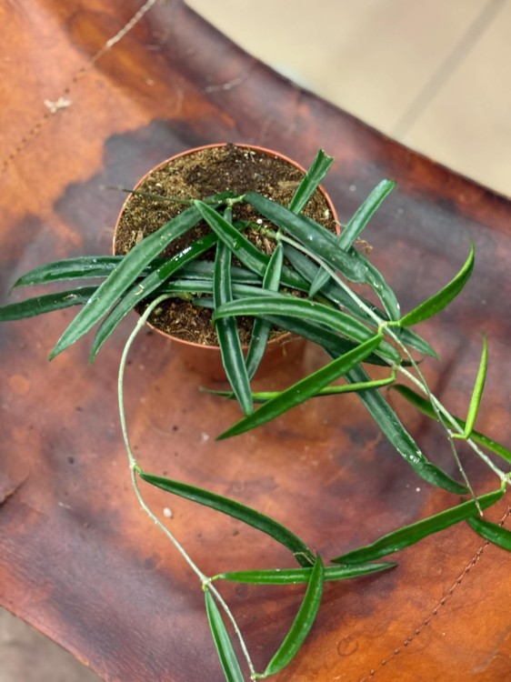 Hoja shepherdii  hoya shepherdii  hoja wąskolistna (4).jpg