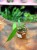 Anthurium Wendlingeri DØ8cm (2).jpg