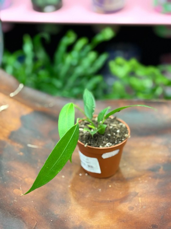Anthurium Wendlingeri DØ8cm (2).jpg
