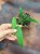 Anthurium Wendlingeri DØ8cm (4).jpg