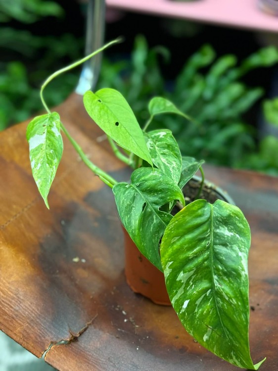epipremnum pinnatum 'Variegata białe (3).jpg