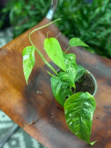 epipremnum pinnatum 'Variegata białe (4).jpg
