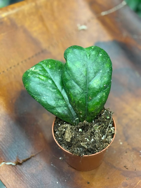 Hoja deykeae  hoya o dużych liściach  (6).jpg