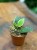 Hoja  Hoya Lacunosa Asami  (5).jpg