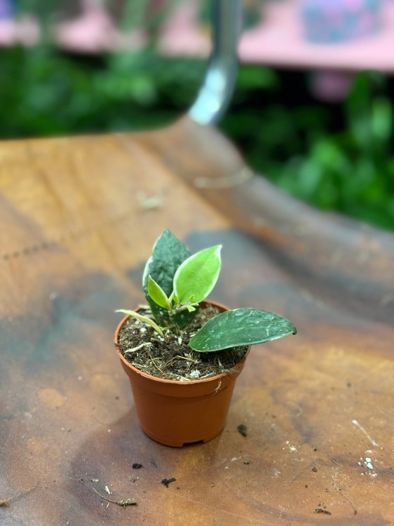 Hoja  Hoya Lacunosa Asami  (6).jpg