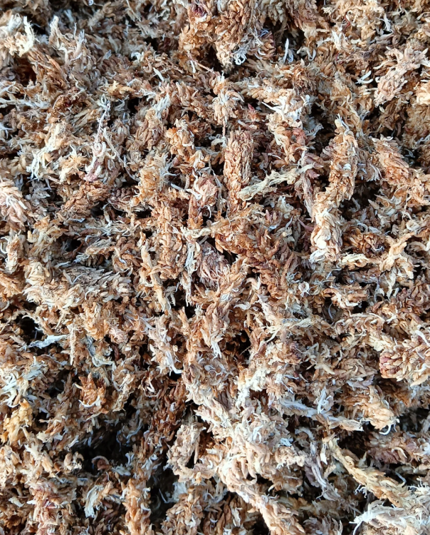 Mech Sphagnum (Torfowiec)