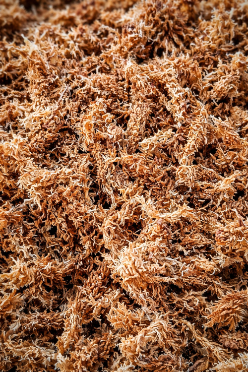 Mech Sphagnum (Torfowiec)