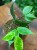 Hoja polyneura  hoya polyneura RC  hoja fishtail variegata (1).jpg