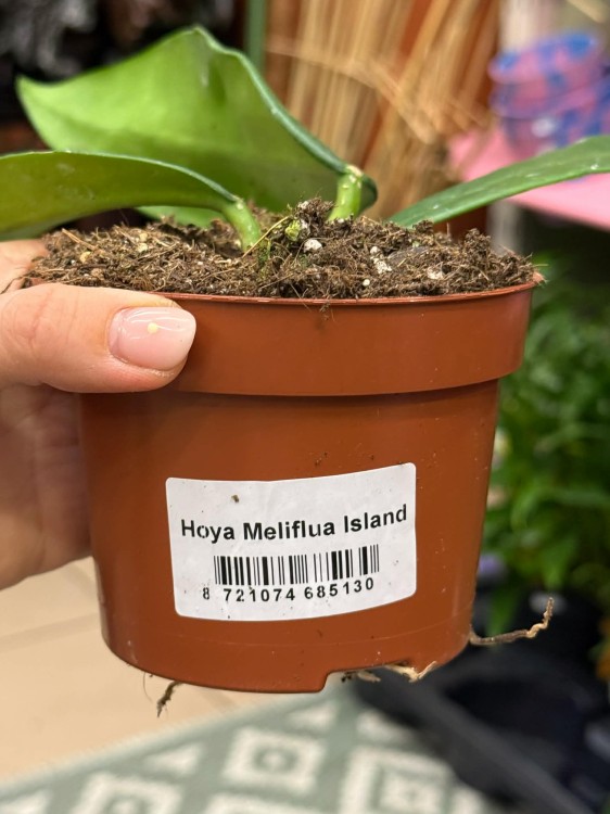 Hoja meliflua Island  hoya o dużych liściach  hoja kolekcjonerska (2).jpg