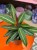 Stromanthe sanguinea ‘Magic Star’ DØ12cm (2).jpg