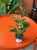 Figowiec benjamina  Ficus Natascha  Fic (2).jpg