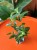 Figowiec benjamina  Ficus Natascha  Fic (3).jpg
