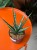 Sansevieria Sem (5).jpg
