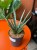 Sansevieria Sem (6).jpg