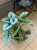 Alokazja  Alocasia Platinum  Alocasia 'Platinum' (1).jpg