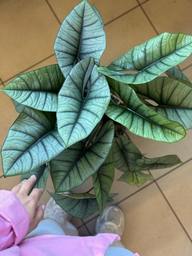 Alokazja  Alocasia Platinum  Alocasia 'Platinum' (2).jpg