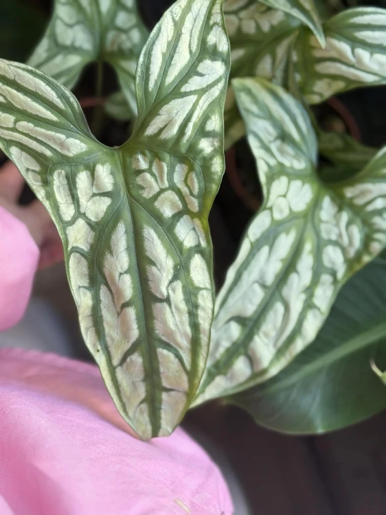 Cercestis Mirabilis