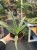 Dracena wonna  Dracaena Warneckei  (2).jpg