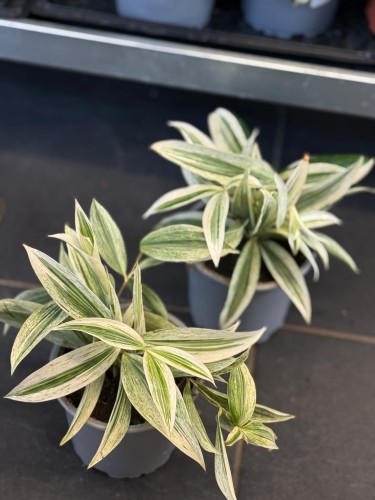Dracena nakrapiana (2).jpg