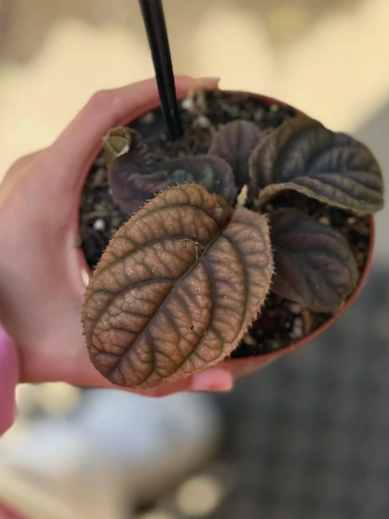 Labisia  Labisia Vietnam  Labisia sp. Vietnam (1).jpg