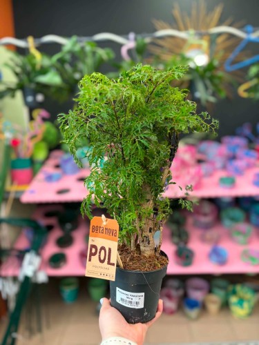 Aralia hawajska  Polyscias Hawaiiana Ming  Polyscias fruticosa 'Hawaiiana Ming (3).jpg
