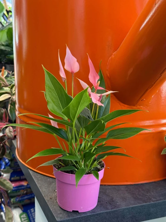 anthurium 'Lilli' DØ9cm różowa perełka (1).jpg