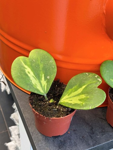 Hoja serce variegata  (2).jpg