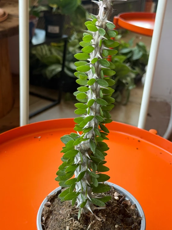 Alluaudia procera  Alluaudia Procera  (2).jpeg