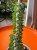 Alluaudia procera  Alluaudia Procera  (3).jpeg
