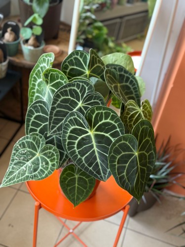 Anthurium Clarinervium  Anthurium clarinervium (2).jpeg