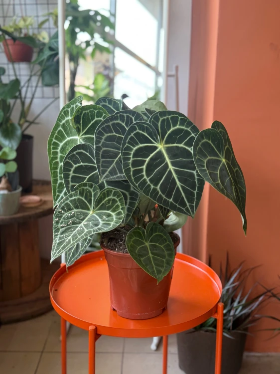 Anthurium Clarinervium  Anthurium clarinervium (3).jpeg