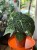 Anthurium Clarinervium  Anthurium clarinervium (5).jpeg